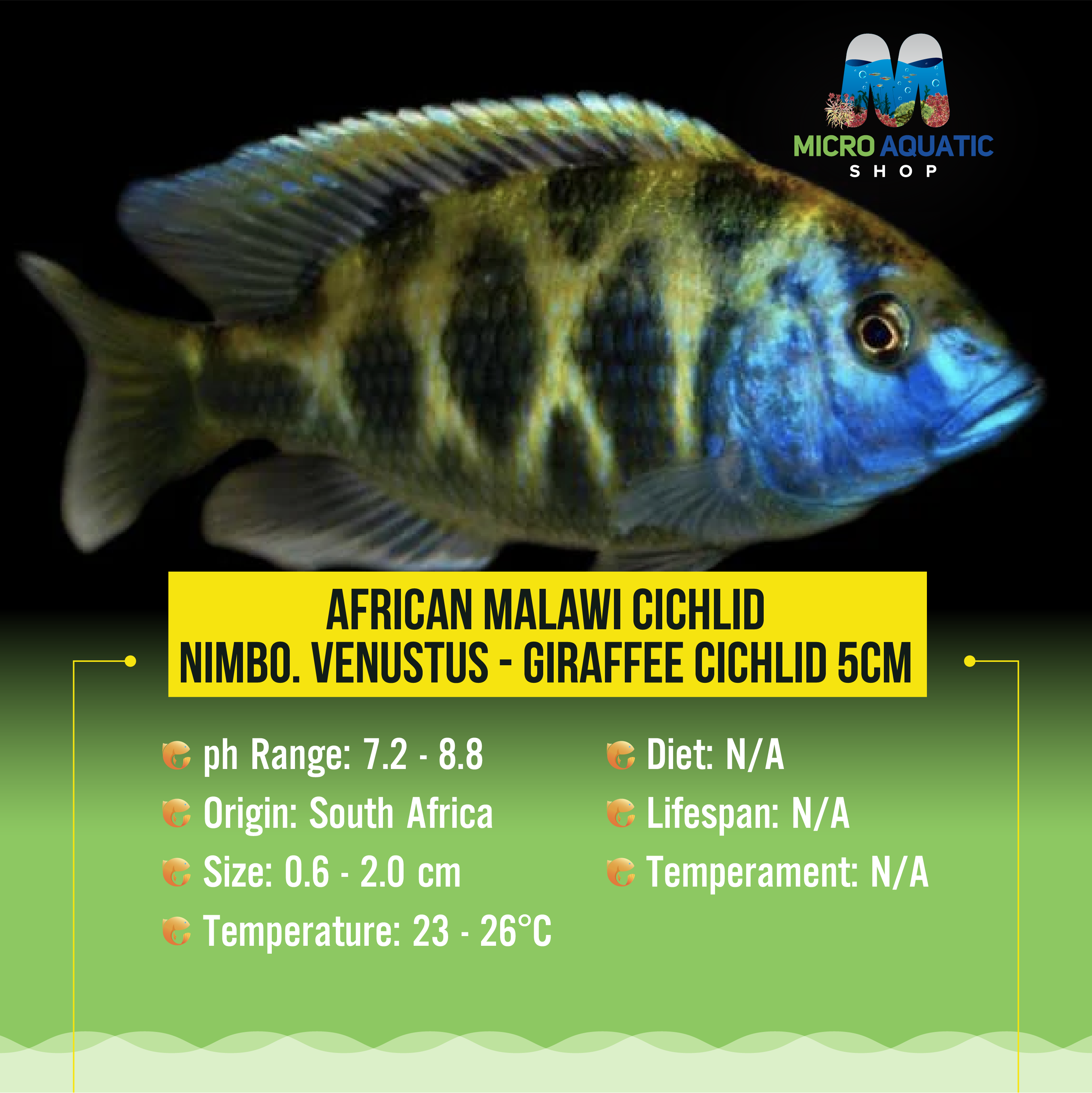 African Malawi Cichlid – Nimbo. Venustus - Giraffee Cichlid 5cm