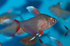 Tetra- White Fin Ornate 4cm Show