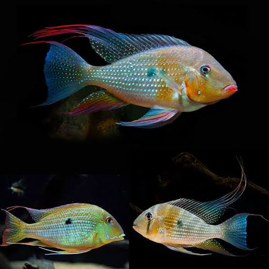 American Cichlid – Threadfin Arca