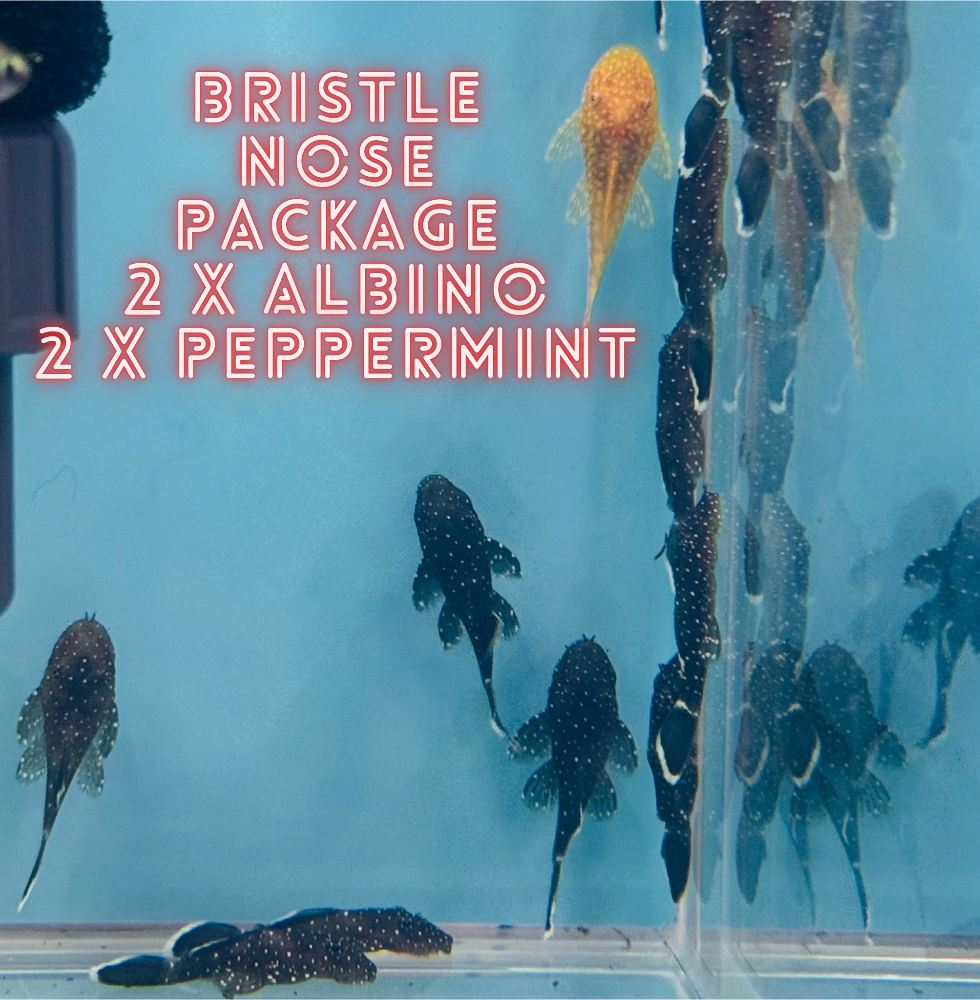 Bristle nose Package