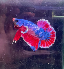 Betta Male - A Grade Plakat 4cm Show A1