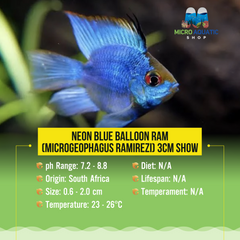Neon Blue Balloon Ram (Microgeophagus ramirezi) 3cm Show