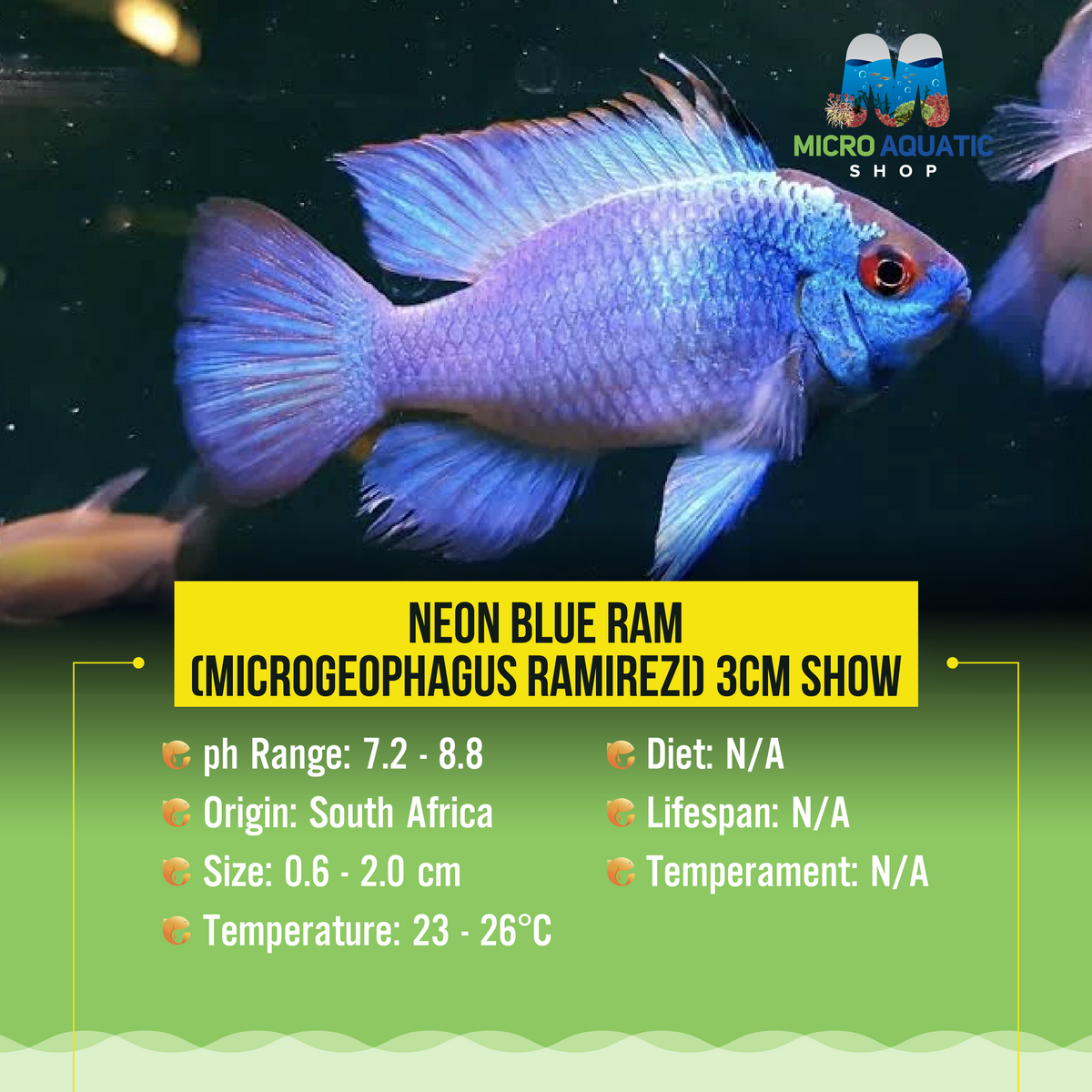 Neon Blue Ram (Microgeophagus ramirezi) 3cm Show