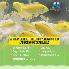 African Cichlid – Electric Yellow Cichlid - Labidochromis Caeruleus