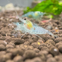 Blue Sky Velvet Cherry Shrimp