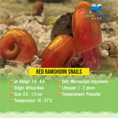 Red Ramshorn Snails