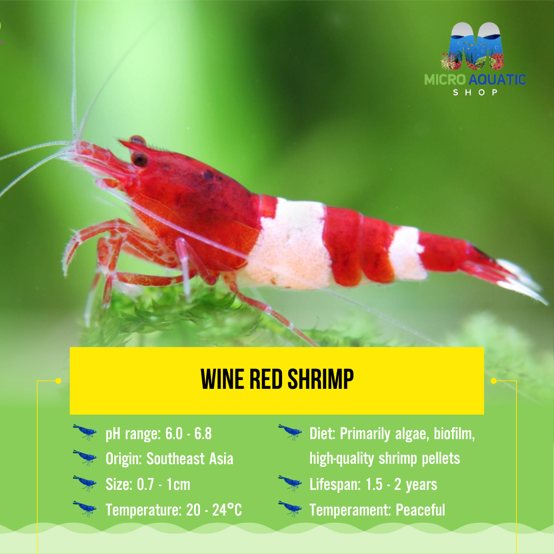 Wine Red Shrimp