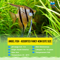 Angel Fish - Assorted Fancy 4cm Cute Size