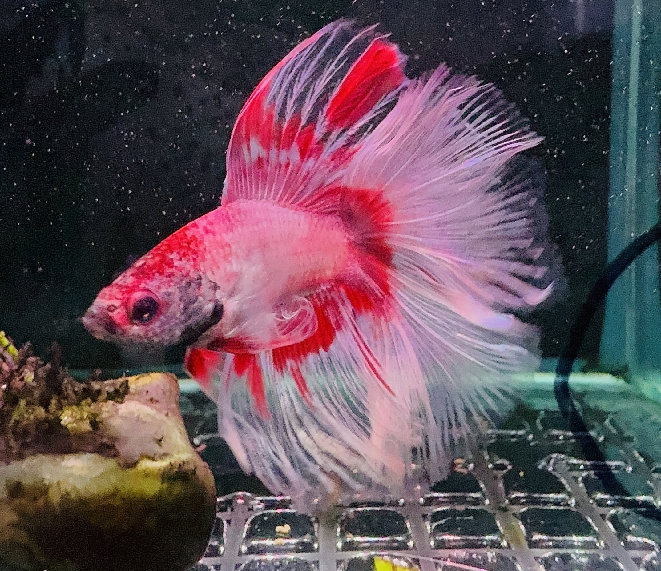 Betta Male - Halfmoon Show Color