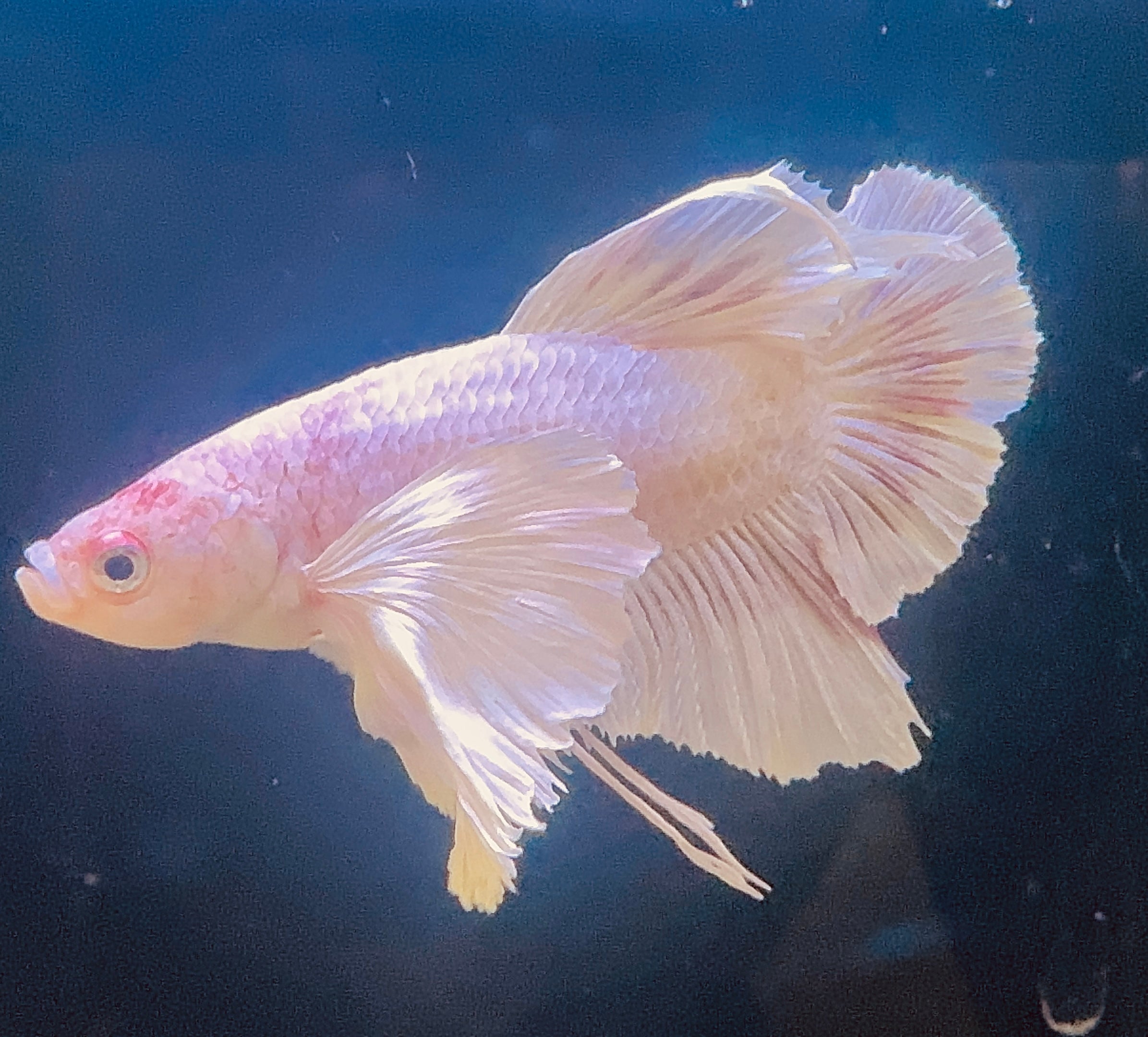 Premium Giant Dumbo Ear Platinum Male Betta