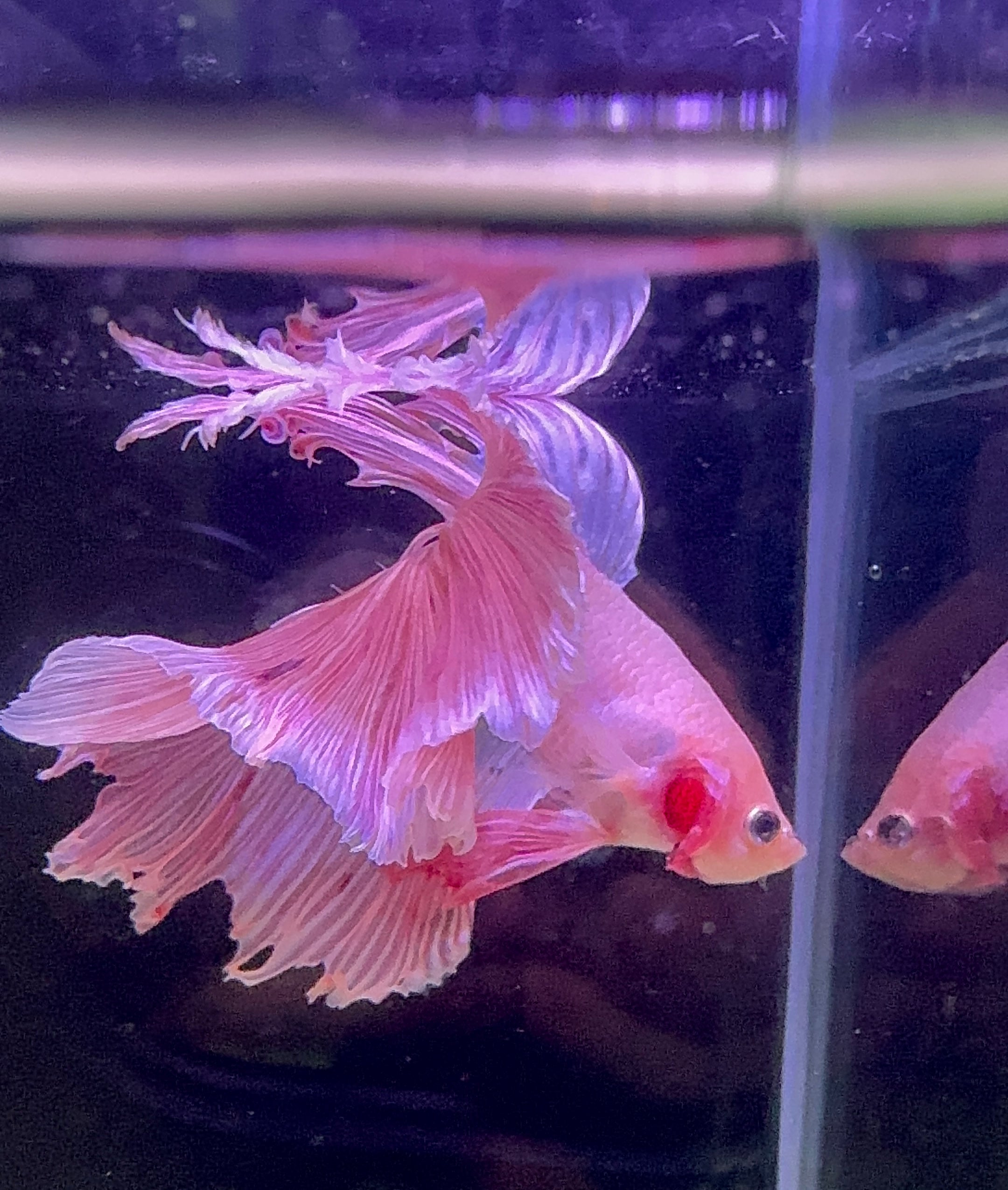 Betta Male - A Grade Prince 6cm Show