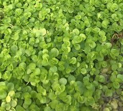 Micranthemum umbrosum (Broad Leafed Baby Tears)