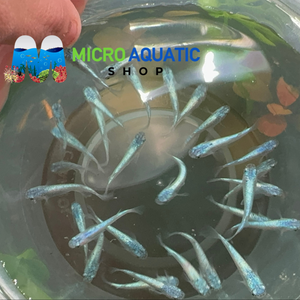 Japanese rice fish - Matsui Neptune Medaka 2cm Micro Aquatic Shop