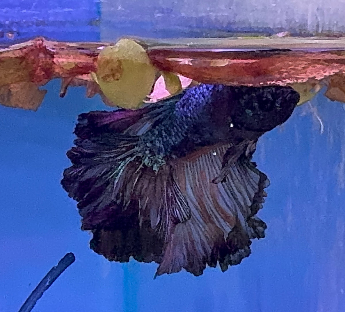 Betta Male - Dark Knight A3