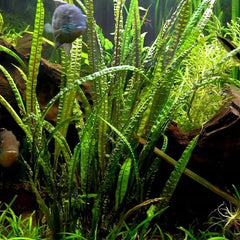 Cryptocoryne TONKINENSIS - Rare