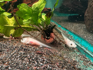 1 Baby Axolotl (6 Weeks Old) – Starter Pack Micro Aquatic Shop