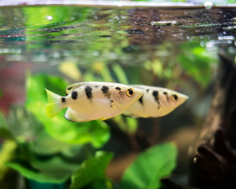 Archer Fish XL 7cm Show