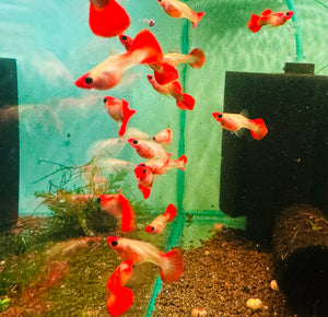 Guppy - Glass Belly Mini Koi Micro Aquatic Shop