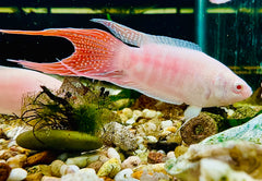 Albino Paradise Fish 5cm