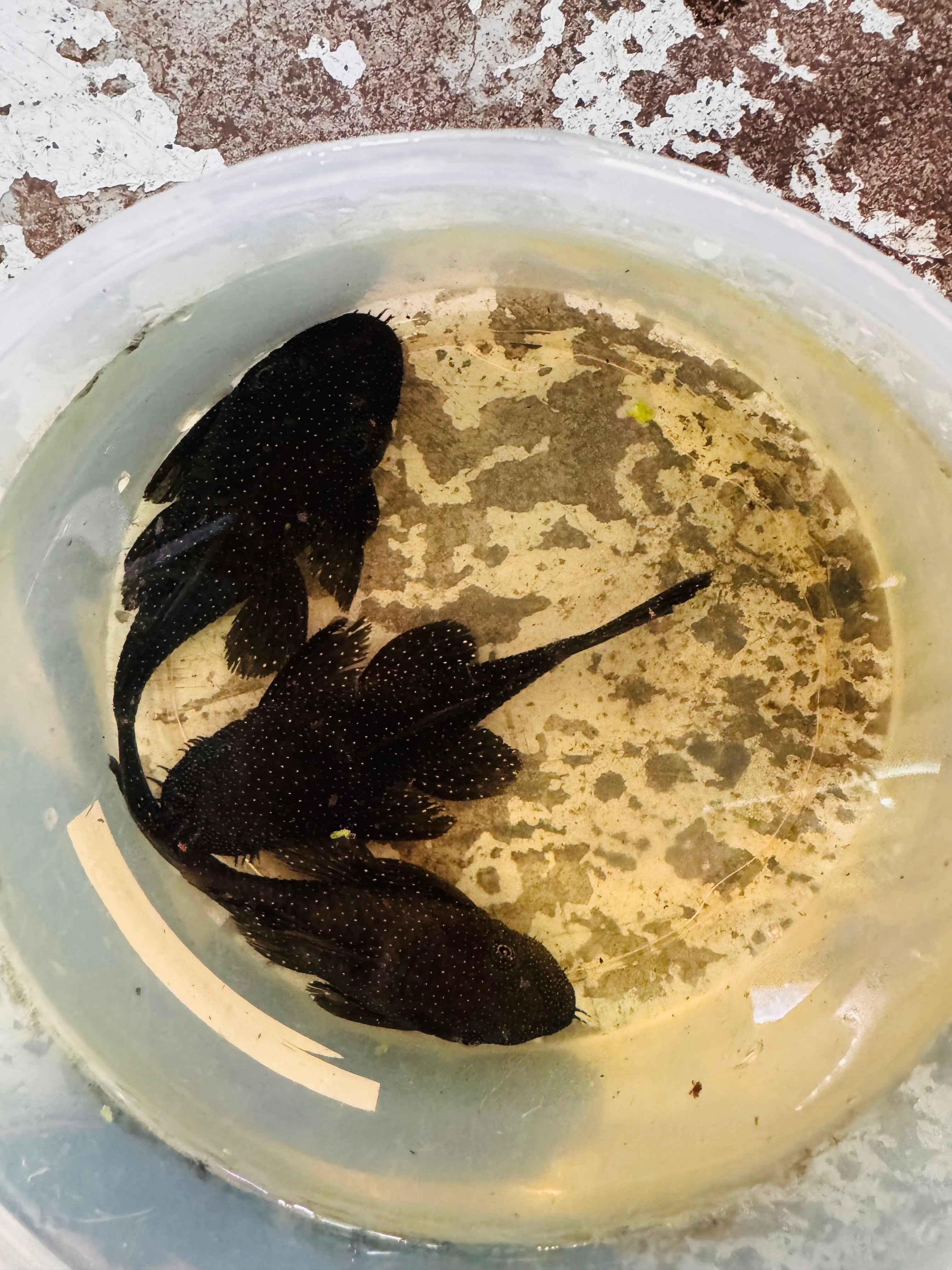 Peppermint Pleco Pair