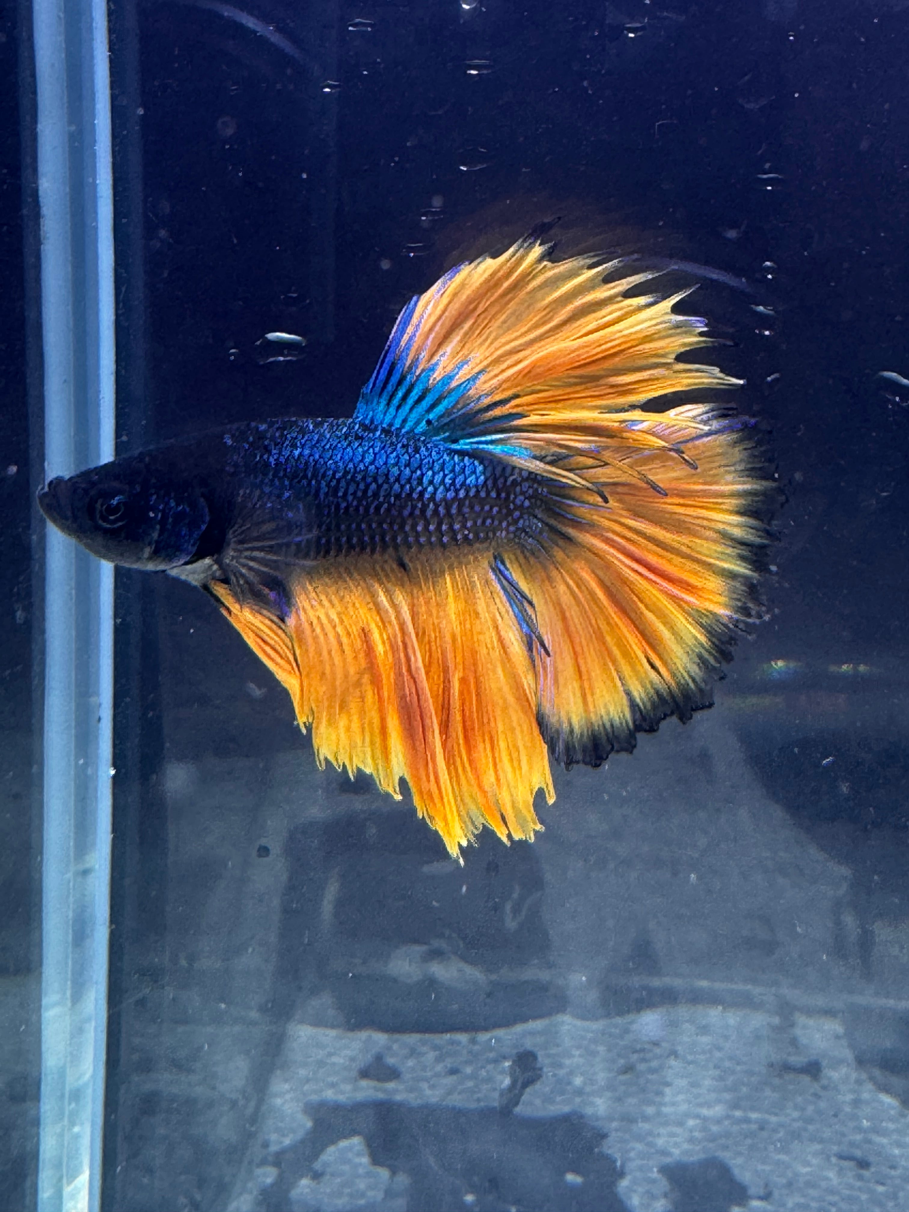Betta Male A Grade Half Moon Mustard – Micro Aquatic Shop