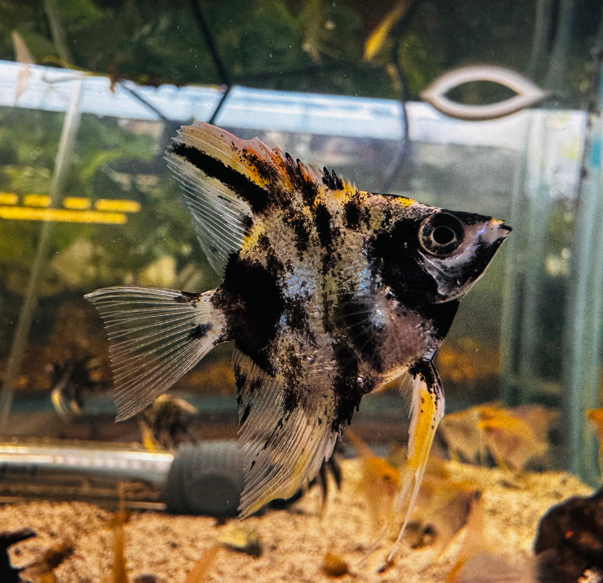 Angel Fish - Tricolor Angel