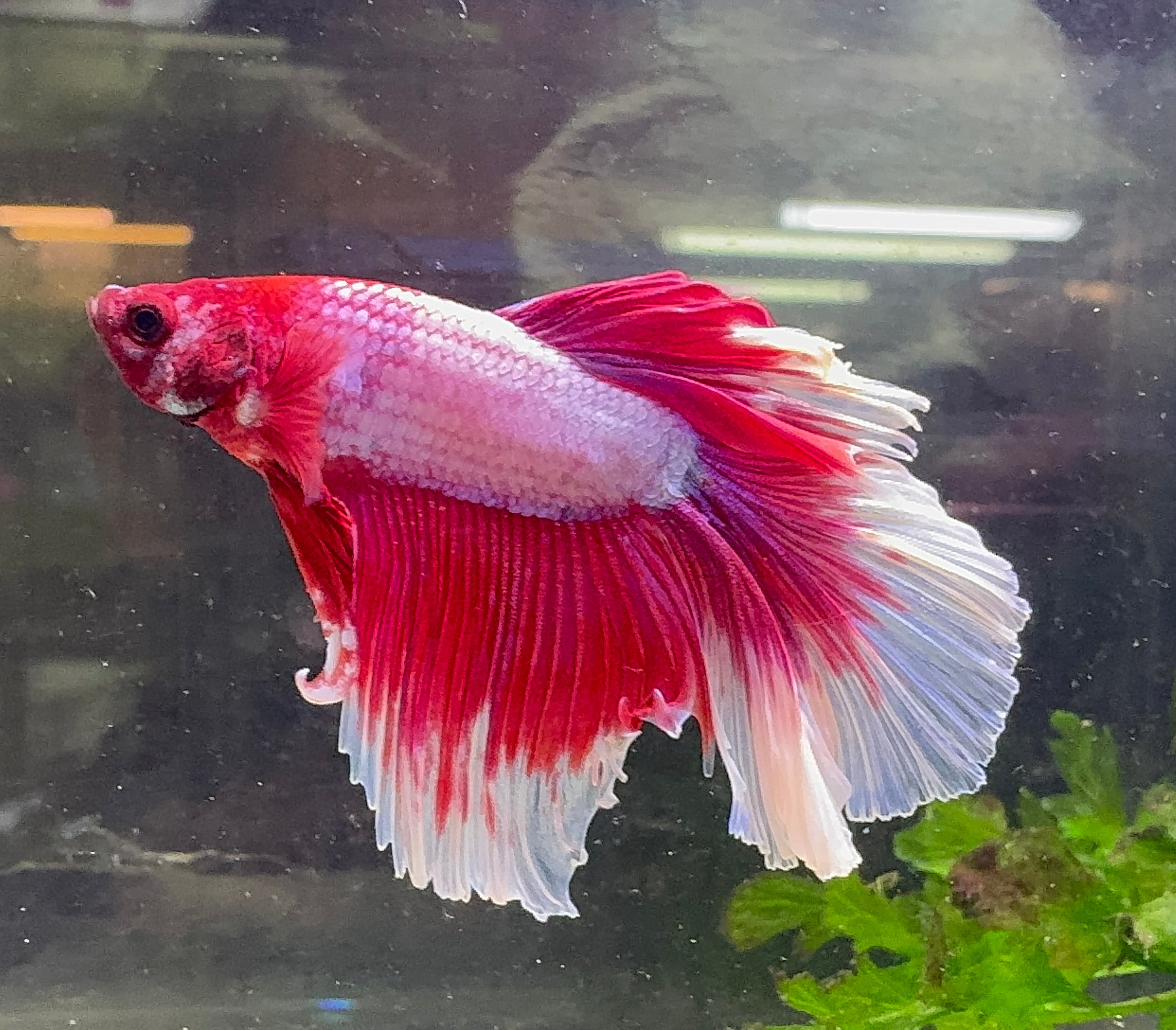 Betta Male - A Grade Half Moon Doubletail 6cm Show A5