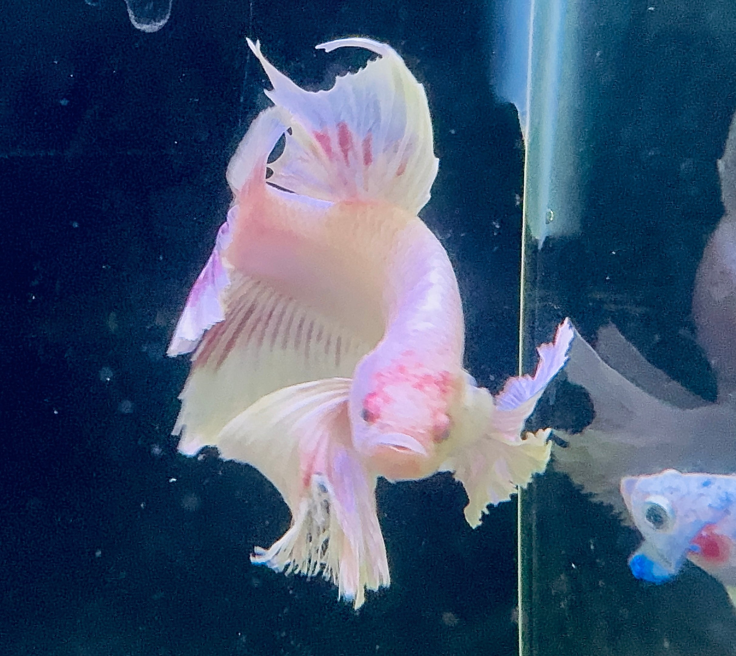 Premium Giant Dumbo Ear Platinum Male Betta