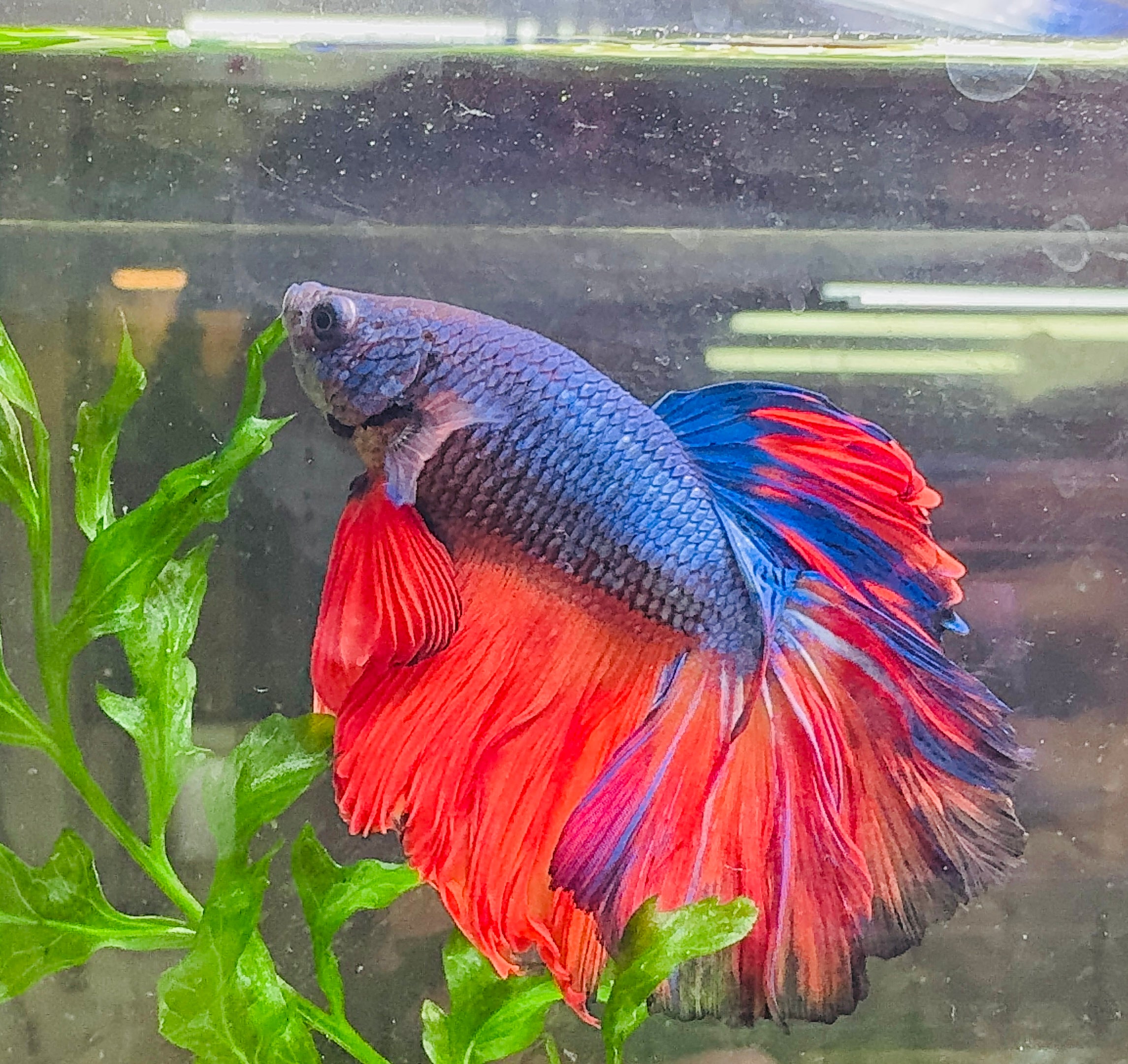 Betta Male - A Grade Giant Super Delta 6cm Show A3