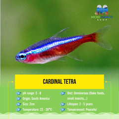 Cardinal Tetra 2cm