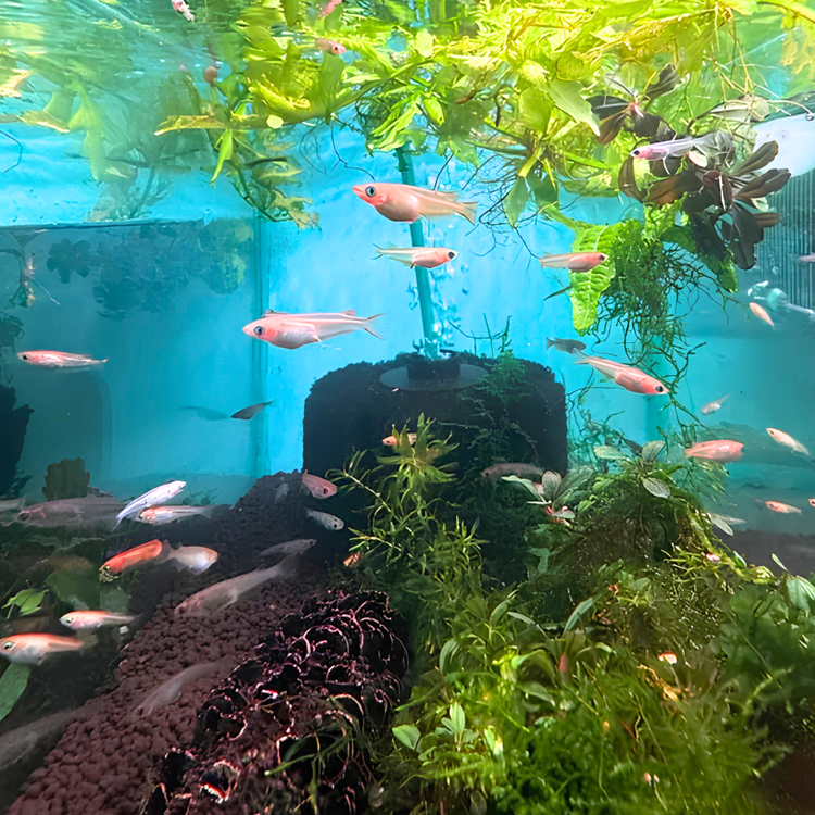 Japanese rice fish -Assorted
