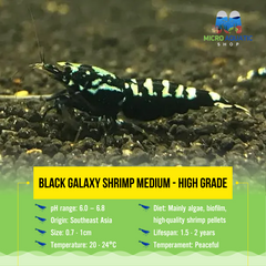 Black galaxy shrimp Medium - High Grade