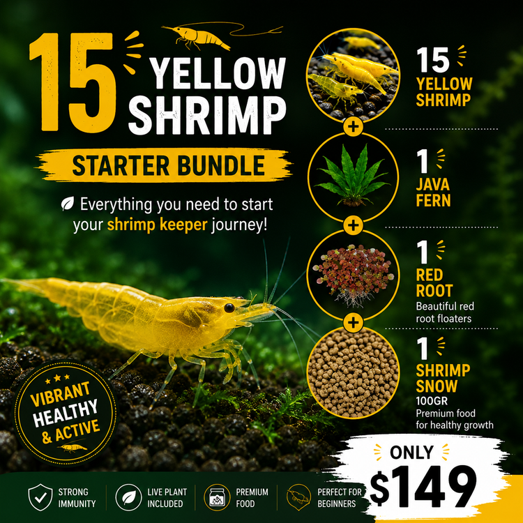 Yellow Cherry Shrimp Starter Bundle Micro Aquatic Shop