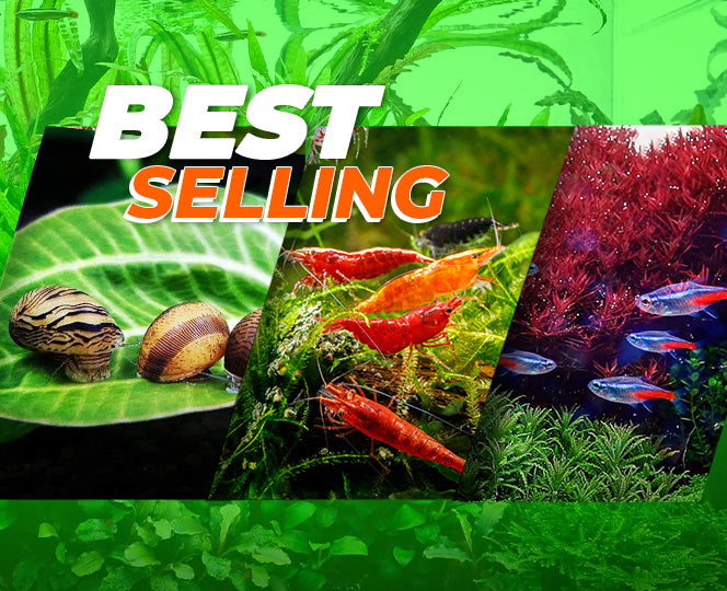 AQUASCAPE ESSENTIALS