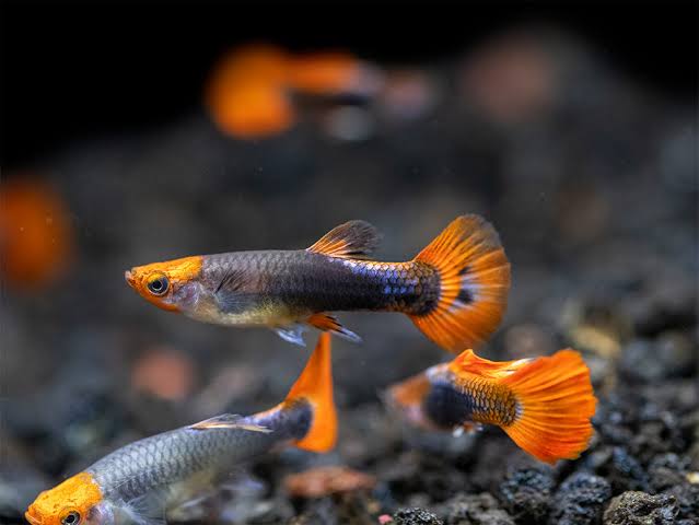 Guppy -Dwarf Koi Tuxedo 2cm ( Pair)