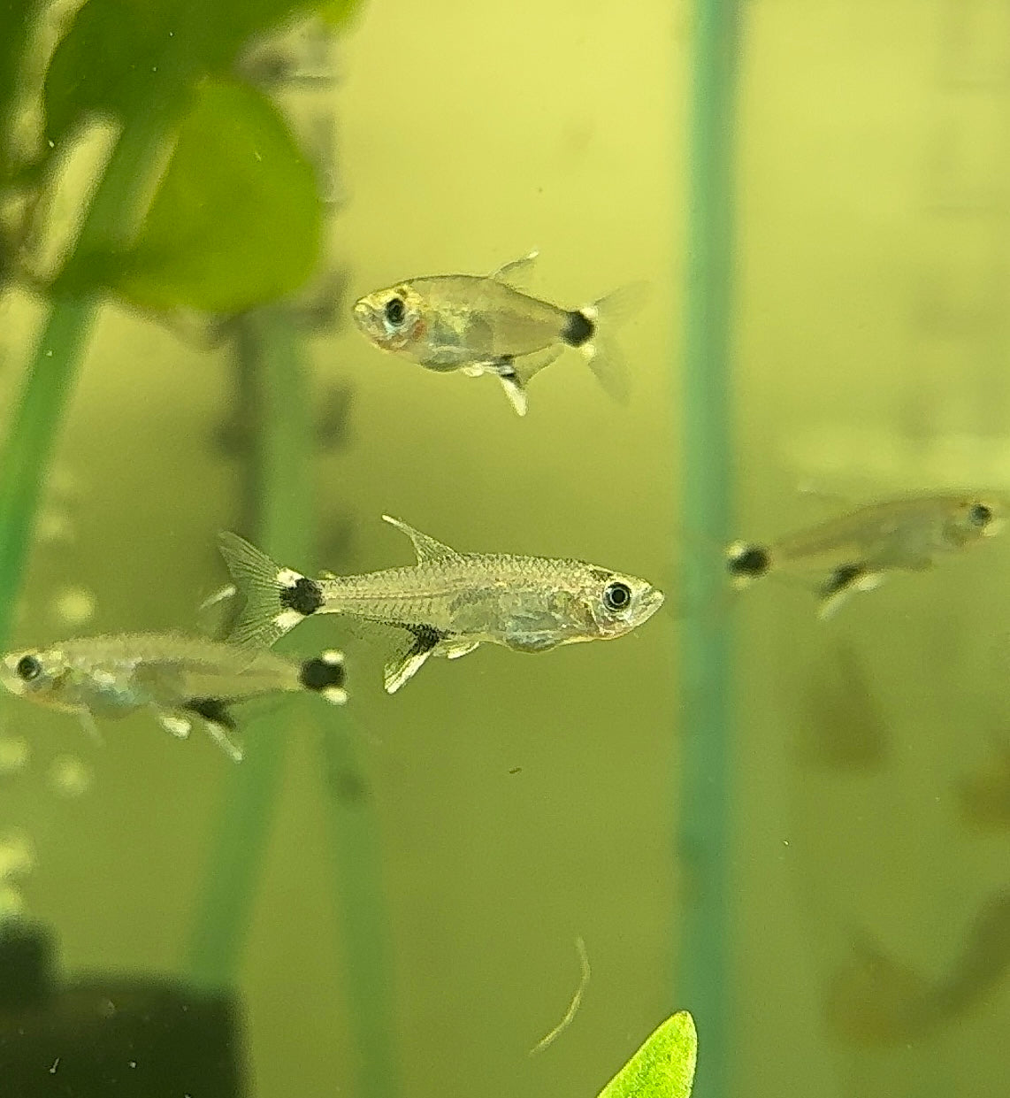 Tetra – Dawn Tetra “Para Tetra” (Aphyocharax paraguayensis) 3cm