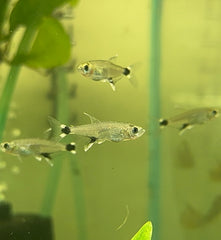 Tetra – Dawn Tetra “Para Tetra” (Aphyocharax paraguayensis) 3cm