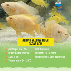 Albino Yellow Tiger Oscar 8cm