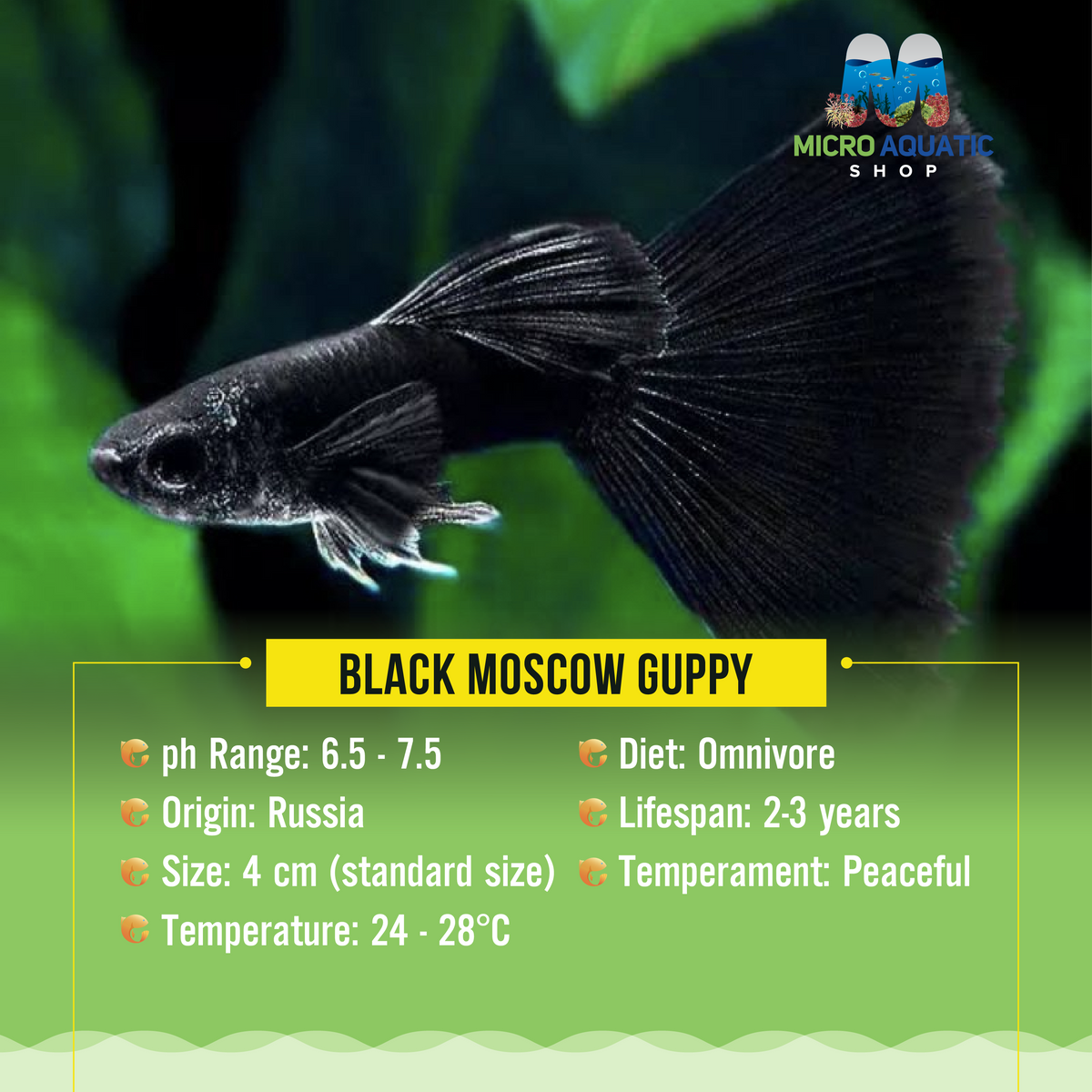 Black Moscow Guppy ( Breeding Pair )