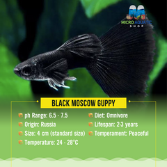 Black Moscow Guppy (Buy 3 Get 1 Free)