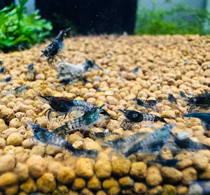 Cherry Shrimp - Blue Carbon 1cm Micro Aquatic Shop