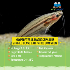 Kryptopterus macrocephalus - Striped Glass Catfish XL 8cm Show