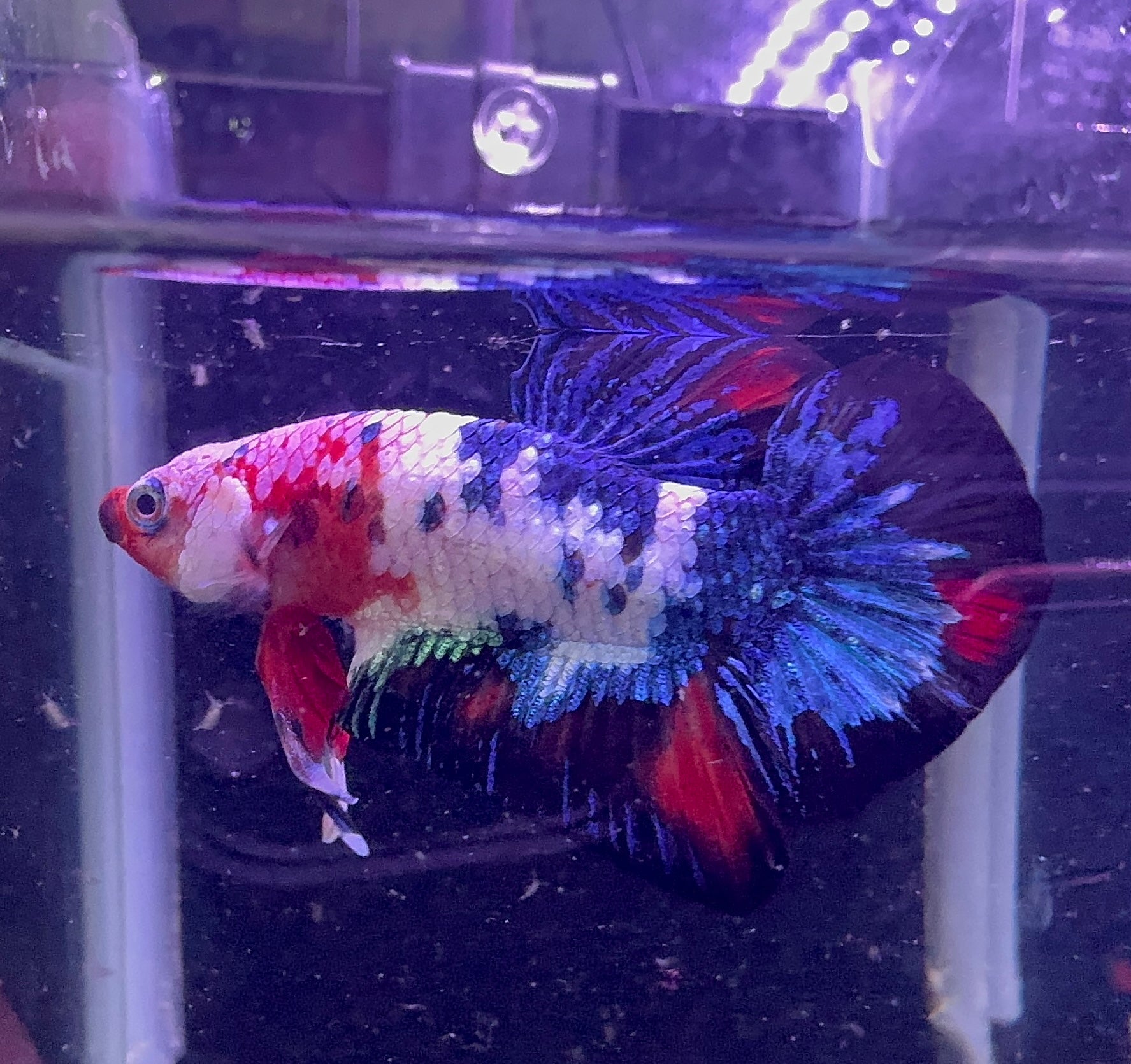 Male Beta - Painted Samurai