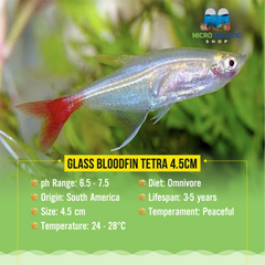 Glass Bloodfin Tetra 4.5cm