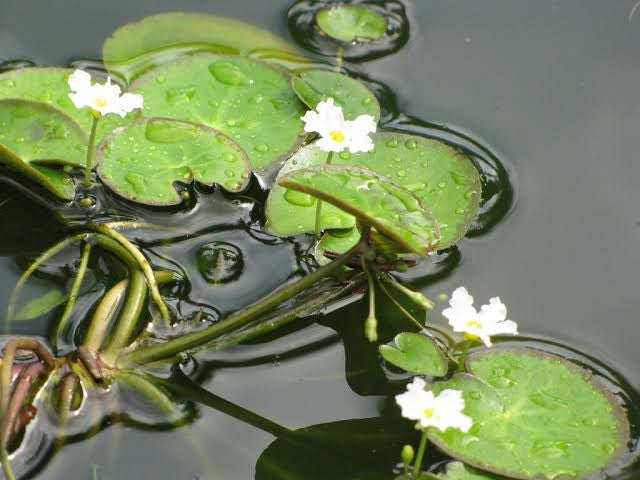 Banana Lily - Nymphoides Aquatica