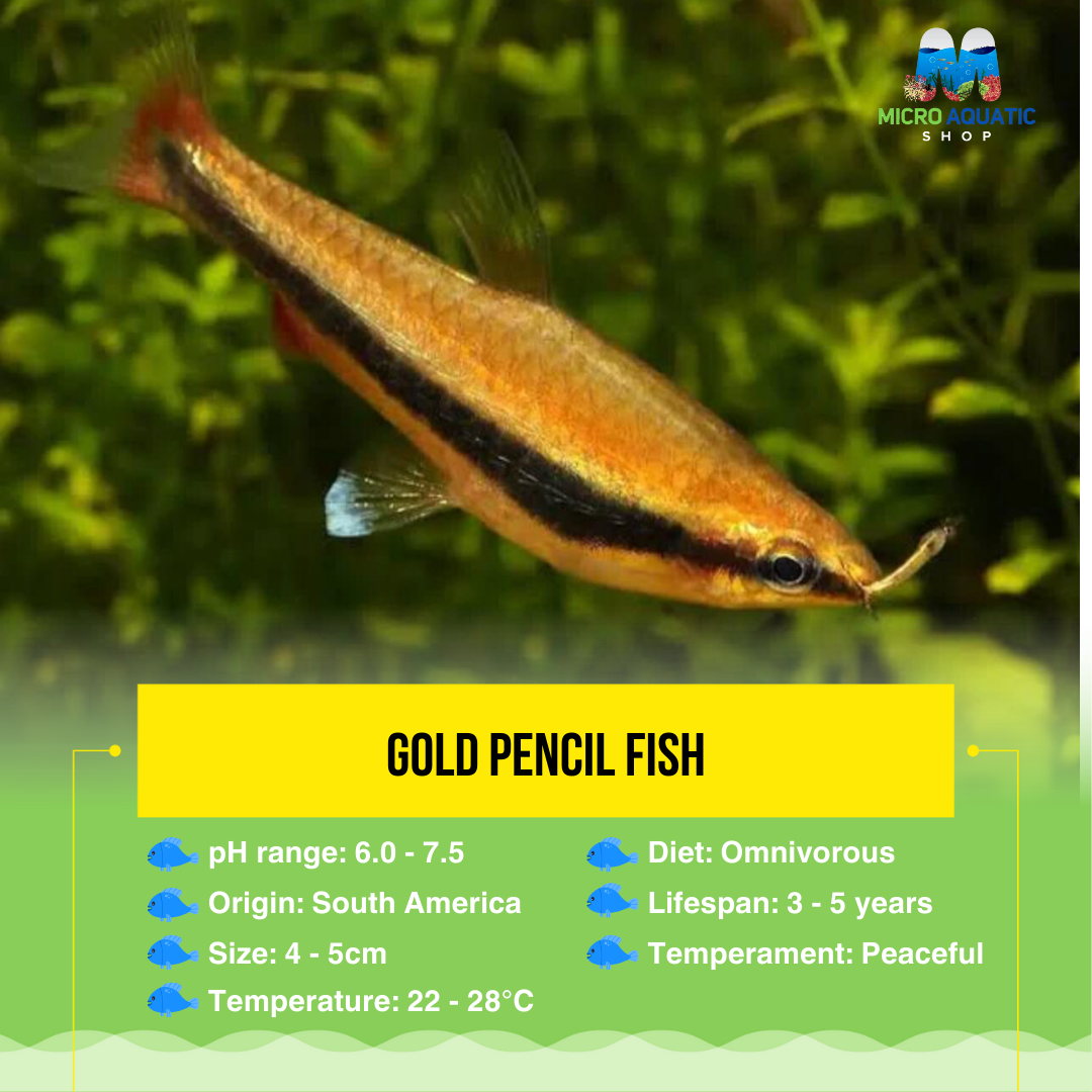 Pencil Fish - Golden