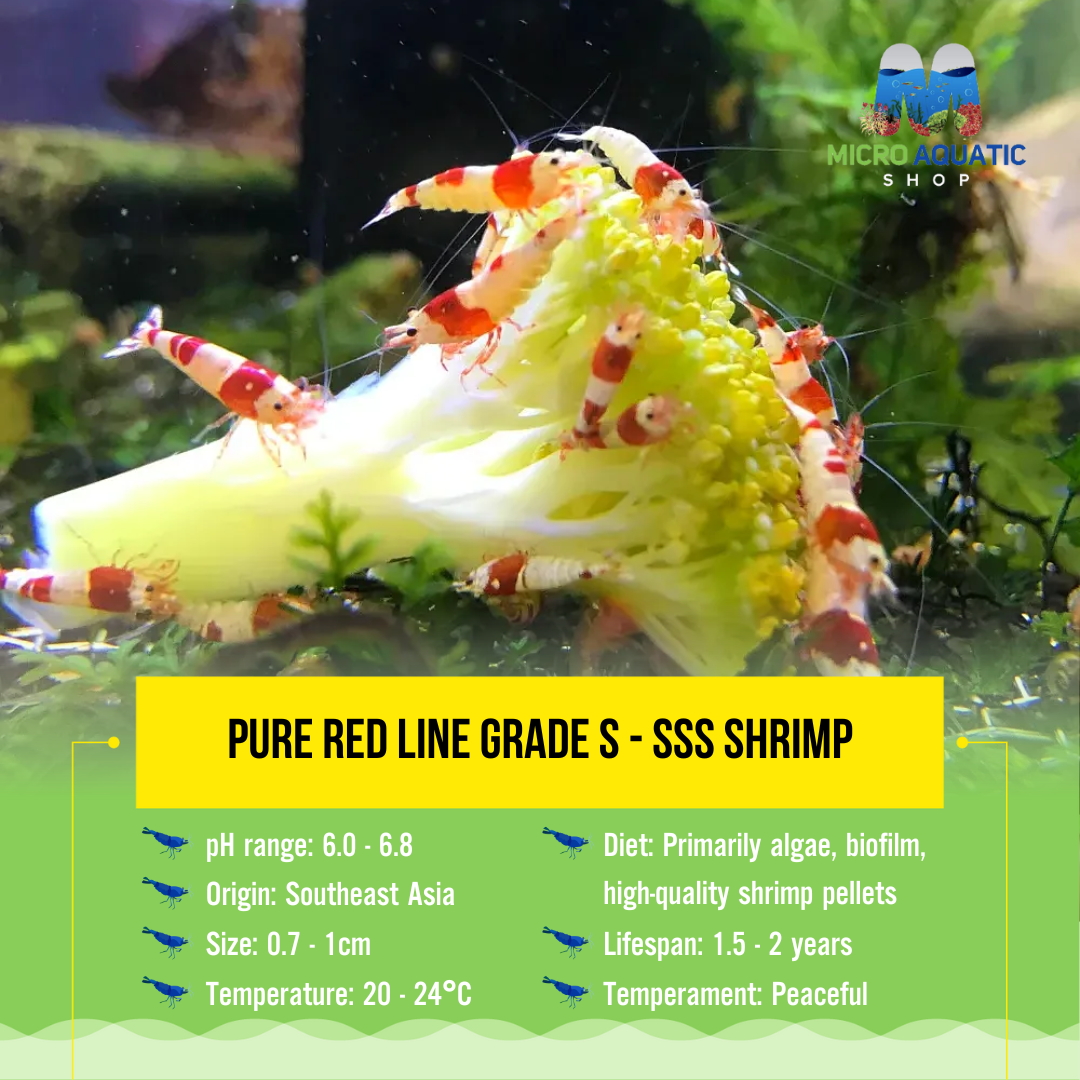 Pure Red Line Grade S - SSS Shrimp