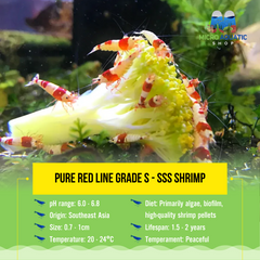 Pure Red Line Grade S - SSS Shrimp