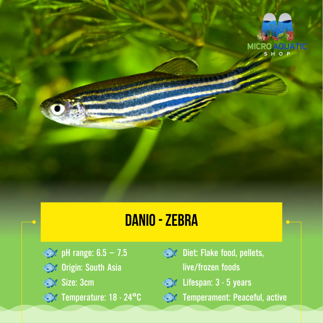 Danio - Zebra 3cm