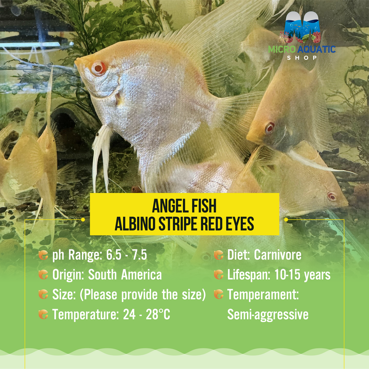 Angel Fish - Albino Stripe Red Eyes Small